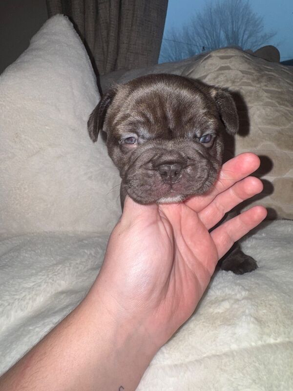 Frenchies for sale ready in 3 week - Image 6 of 15