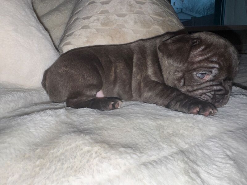 Frenchies for sale ready in 3 week - Image 7 of 15