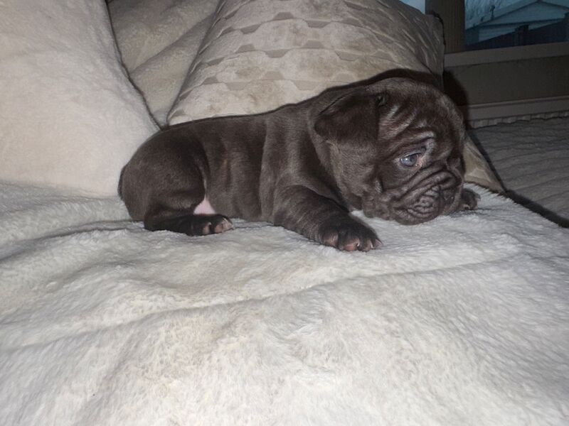 Frenchies for sale ready in 3 week - Image 8 of 15