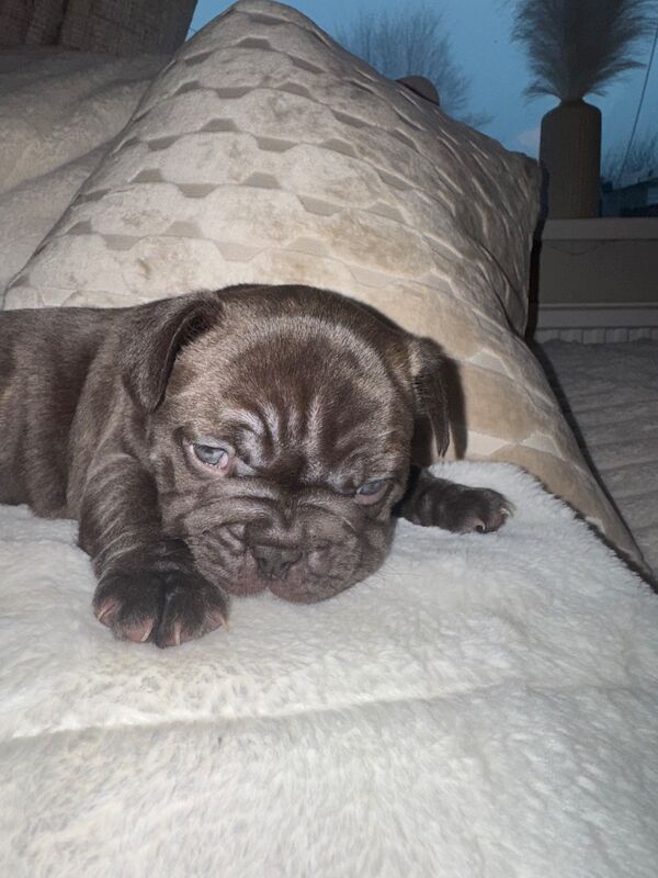 Frenchies for sale ready in 3 week - Image 9 of 15