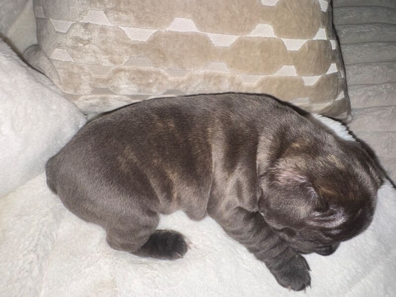 Frenchies for sale ready in 3 week - Image 10 of 15