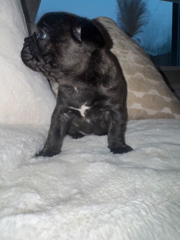 Frenchies for sale ready in 3 week - Image 11 of 15