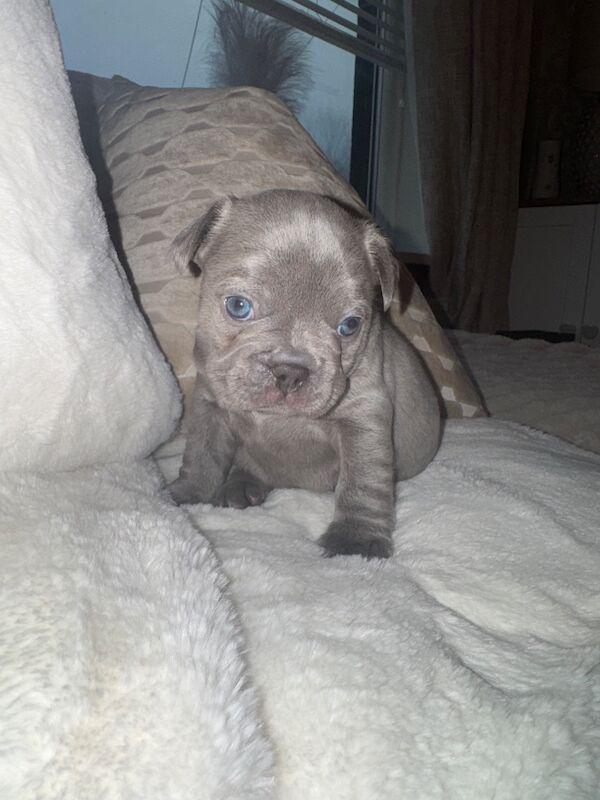 Frenchies for sale ready in 3 week - Image 12 of 15