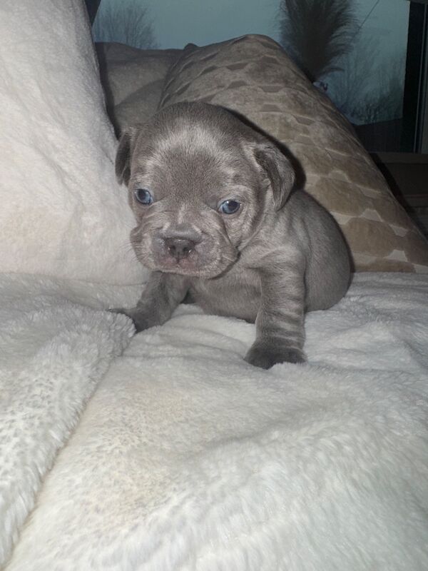 Frenchies for sale ready in 3 week - Image 14 of 15
