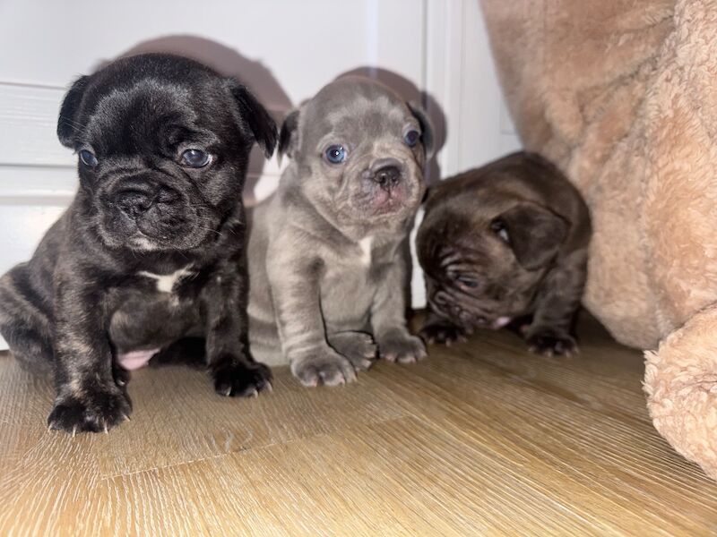 Frenchies for sale ready in 3 week - Image 15 of 15