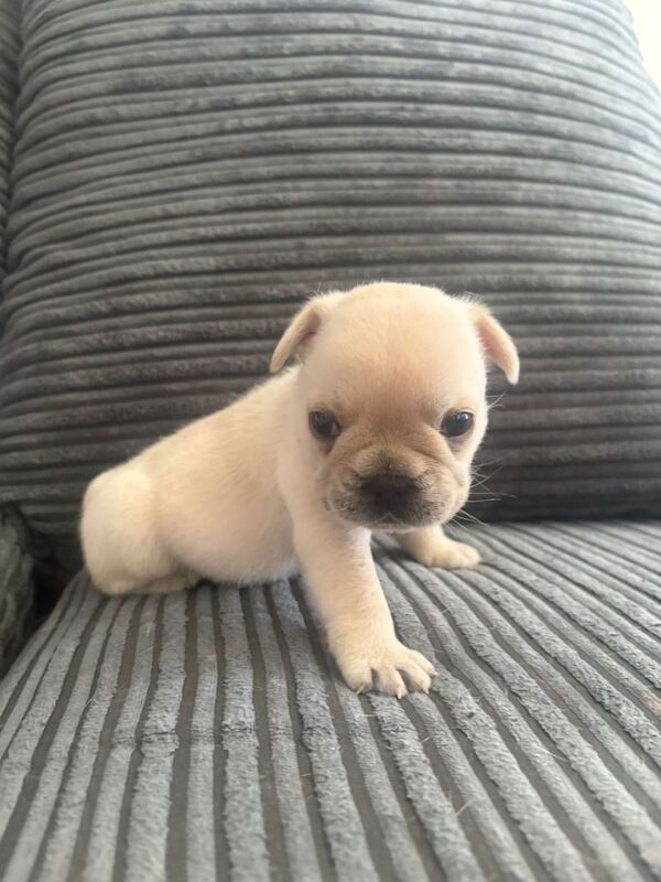 Frenchies ready to leave in 4 weeks - Image 3 of 3
