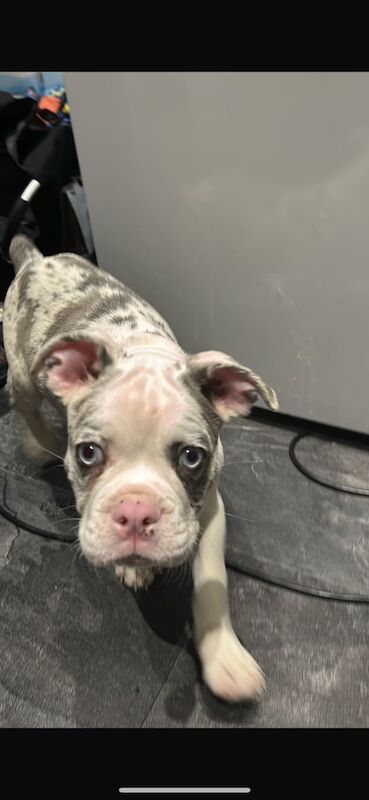 Frenchton pup for sale in Erskine, Renfrewshire
