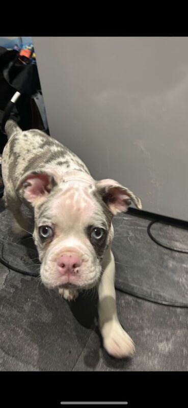 Frenchton pup for sale - Image 2 of 3