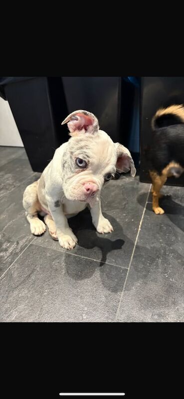Frenchton pup for sale - Image 3 of 3