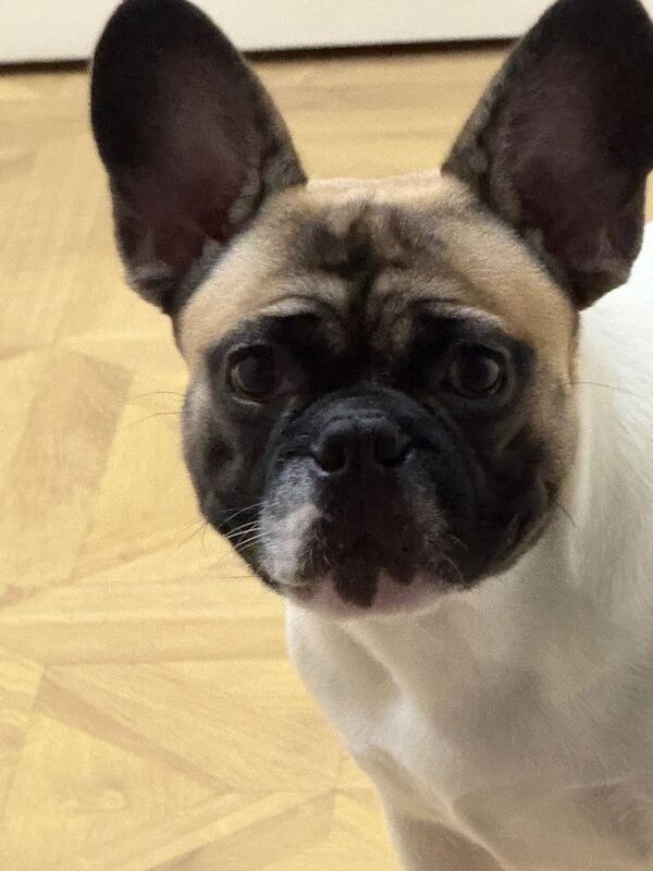 French Bulldog puppies for sale in Birtley, Shropshire – 11 months old