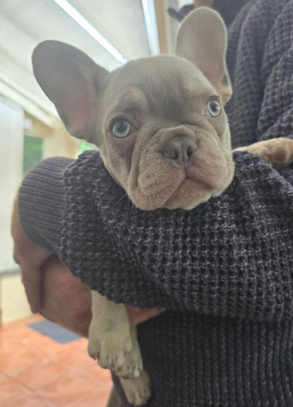 Frenchie Puppies For Sale