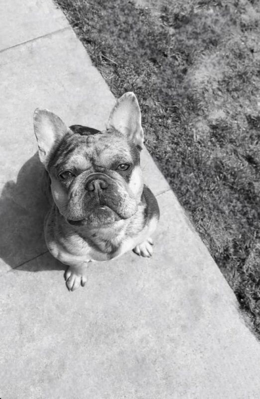 Frenchy fur babies - Image 3 of 4