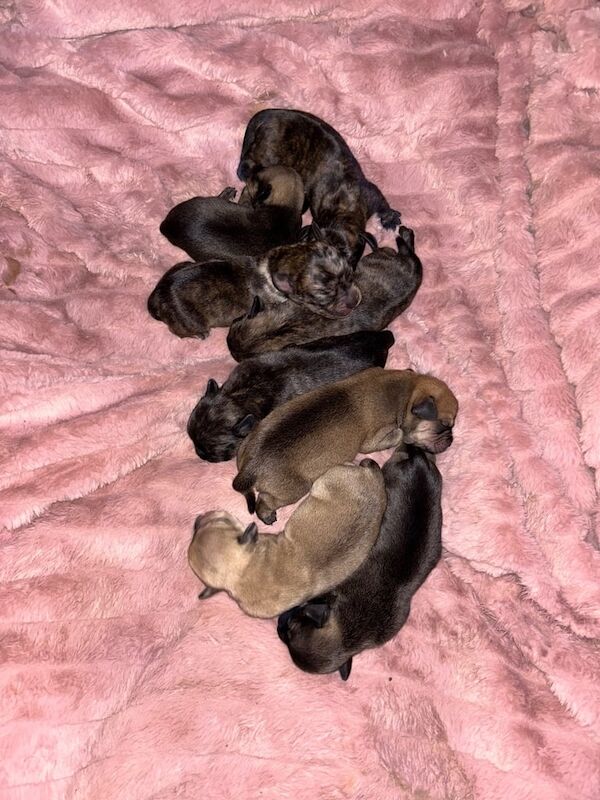 French Bulldog puppies for sale in Exeter, Devon – 6 weeks old