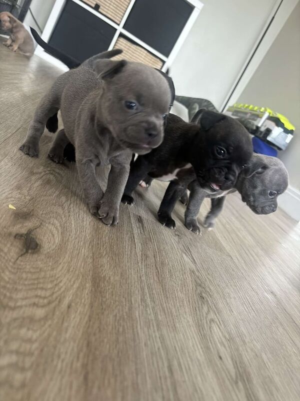 French Bulldog puppies for sale in Berkeley, Gloucestershire – 4 weeks old