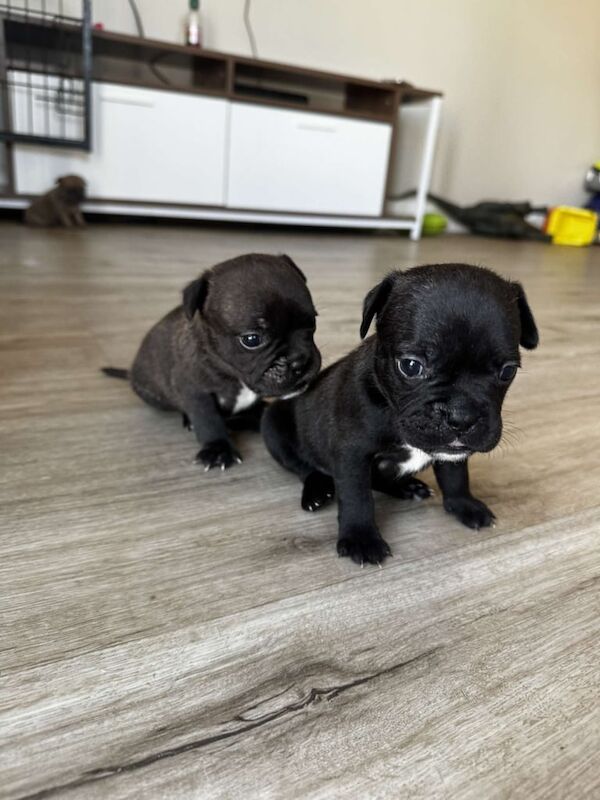 French Bulldog puppies for sale in Berkeley, Gloucestershire – 4 weeks old - Image 2 of 3