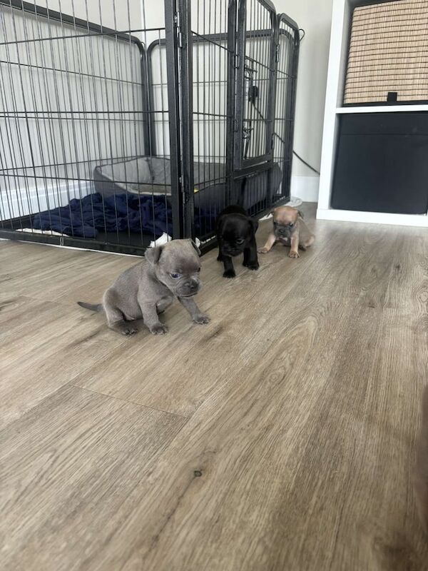 French Bulldog puppies for sale in Berkeley, Gloucestershire – 4 weeks old - Image 3 of 3