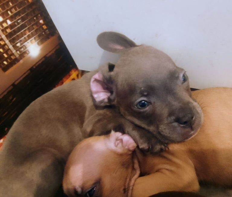 Frenchy x Staffie - Puppies - Image 2 of 3