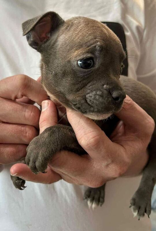 Frenchy x Staffie - Puppies - Image 3 of 3