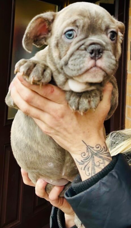 French bulldog x English bulldog for sale in Birmingham, West Midlands | Image 1