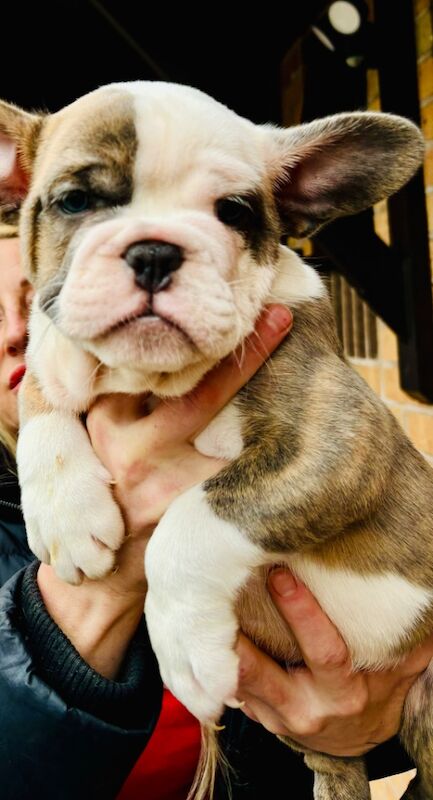 French bulldog x English bulldog for sale in Birmingham, West Midlands | Image 2