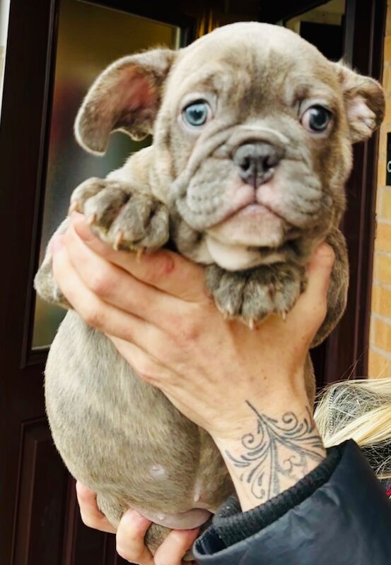 French bulldog x English bulldog for sale in Birmingham, West Midlands | Image 3