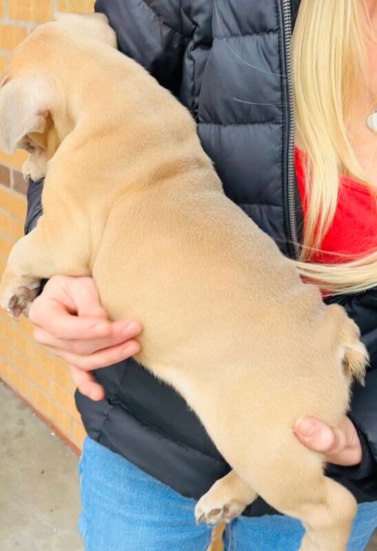 French Bulldog puppies for sale in Birmingham, West Midlands – 1 year old - Image 4 of 15