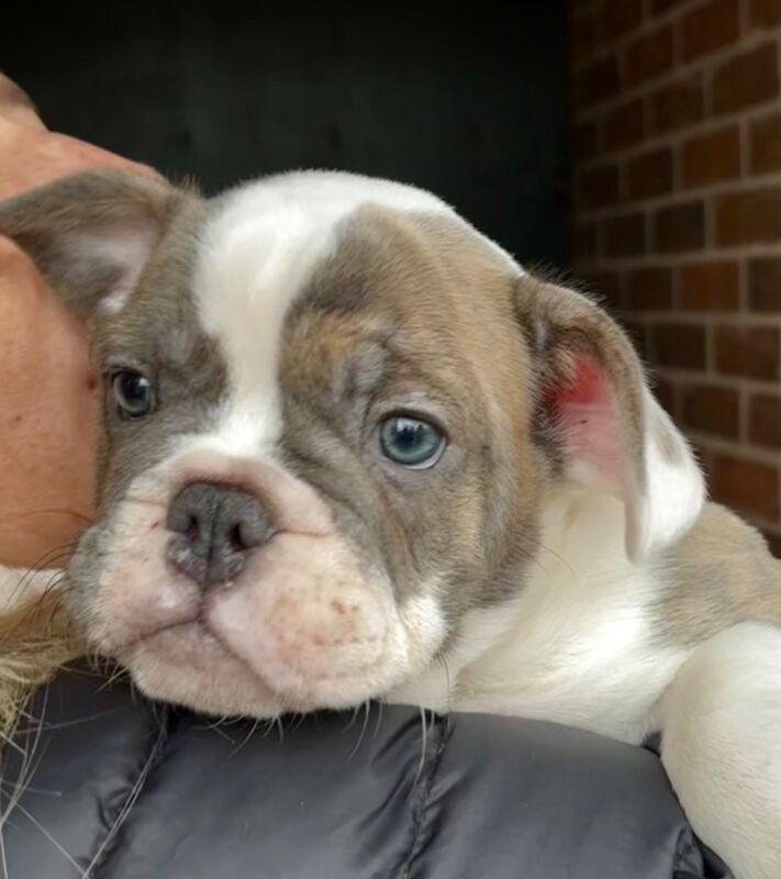 French Bulldog puppies for sale in Birmingham, West Midlands – 1 year old - Image 5 of 15