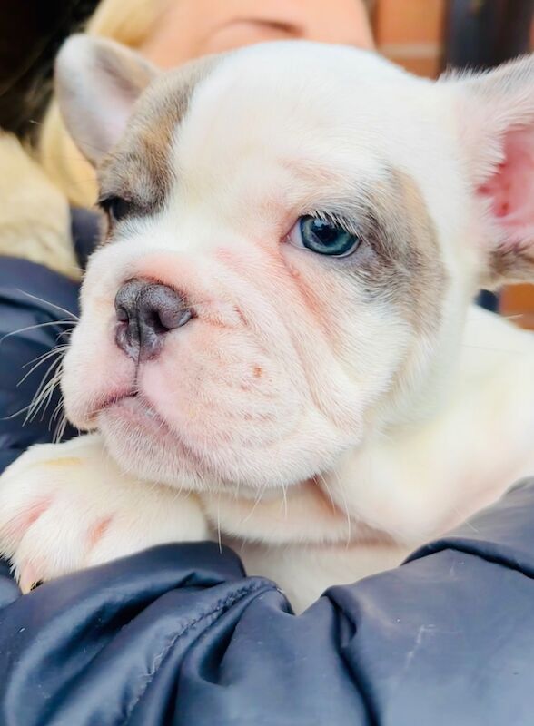 French Bulldog puppies for sale in Birmingham, West Midlands – 1 year old - Image 6 of 15
