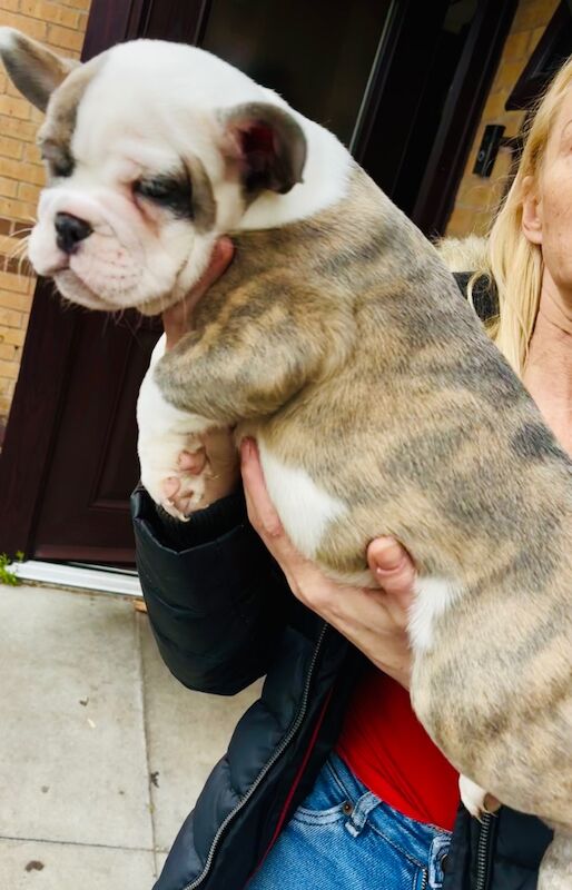 French Bulldog puppies for sale in Birmingham, West Midlands – 1 year old - Image 7 of 15