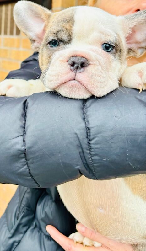 French Bulldog puppies for sale in Birmingham, West Midlands – 1 year old - Image 8 of 15