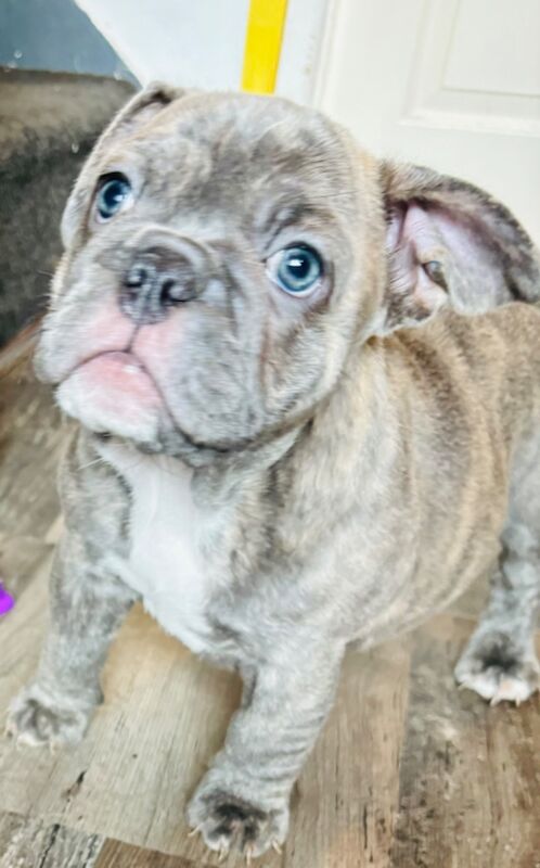 French Bulldog puppies for sale in Birmingham, West Midlands – 1 year old - Image 9 of 15