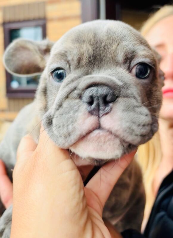 French Bulldog puppies for sale in Birmingham, West Midlands – 1 year old - Image 10 of 15