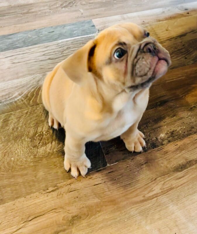 French Bulldog puppies for sale in Birmingham, West Midlands – 1 year old - Image 11 of 15