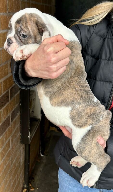 French Bulldog puppies for sale in Birmingham, West Midlands – 1 year old - Image 12 of 15