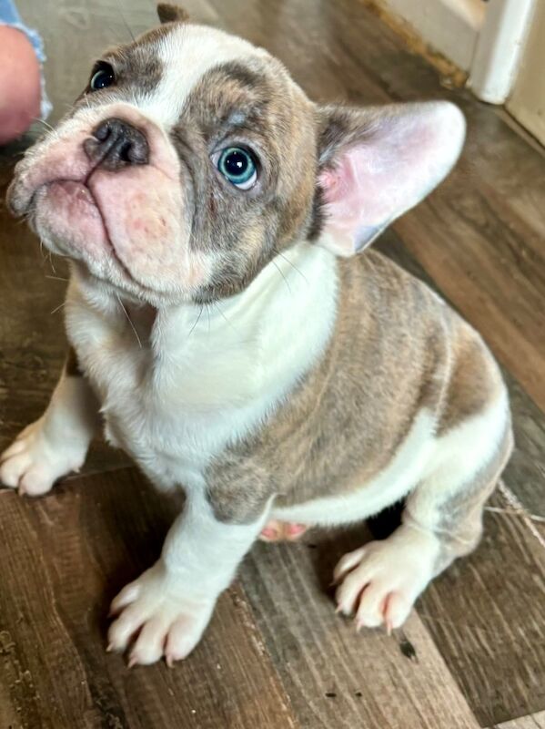 French Bulldog puppies for sale in Birmingham, West Midlands – 1 year old - Image 13 of 15