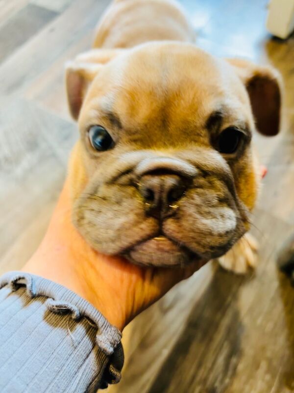 French Bulldog puppies for sale in Birmingham, West Midlands – 1 year old - Image 14 of 15