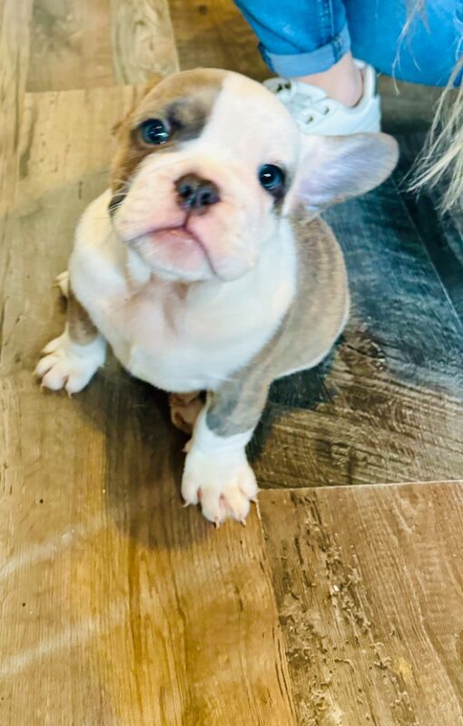 French Bulldog puppies for sale in Birmingham, West Midlands – 1 year old - Image 15 of 15