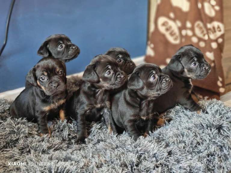 Frocker pups for sale