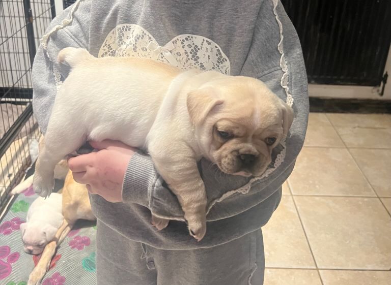 French Bulldog puppies for sale in Grimsby, Lincolnshire – KC registered, 5 weeks old