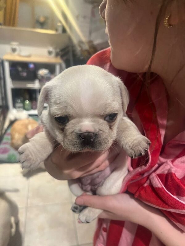 French Bulldog puppies for sale in Grimsby, Lincolnshire – KC registered, 5 weeks old - Image 2 of 4