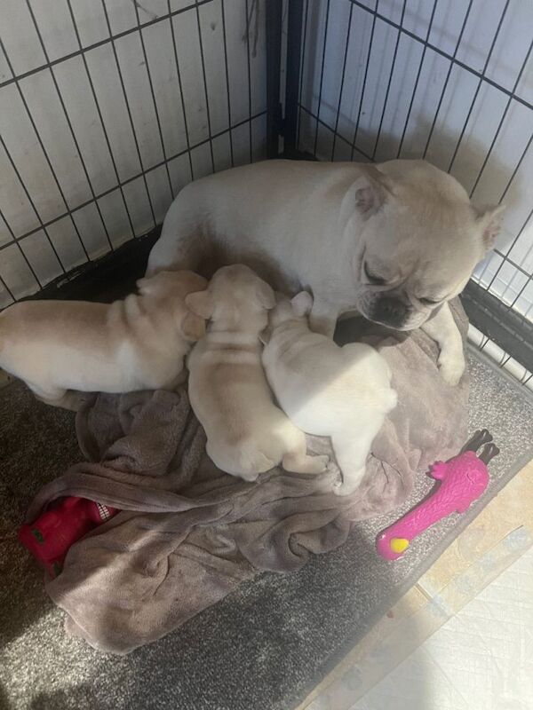 French Bulldog puppies for sale in Grimsby, Lincolnshire – KC registered, 5 weeks old - Image 3 of 4