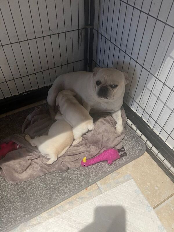 French Bulldog puppies for sale in Grimsby, Lincolnshire – KC registered, 5 weeks old - Image 4 of 4