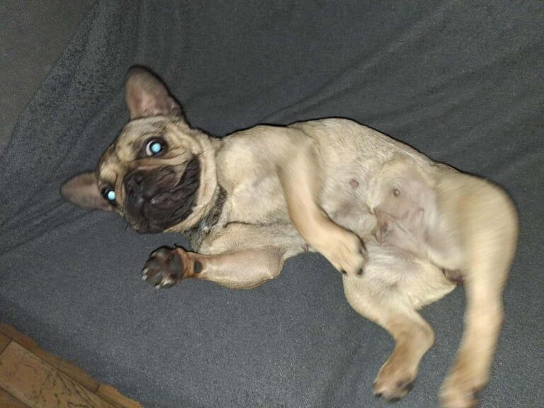 French Bulldog puppies for sale in Portadown, County Armagh – 2 years old