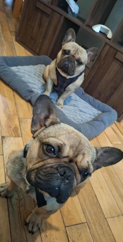 French Bulldog puppies for sale in Portadown, County Armagh – 2 years old - Image 2 of 3