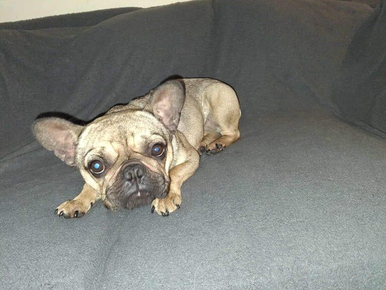 French Bulldog puppies for sale in Portadown, County Armagh – 2 years old - Image 3 of 3