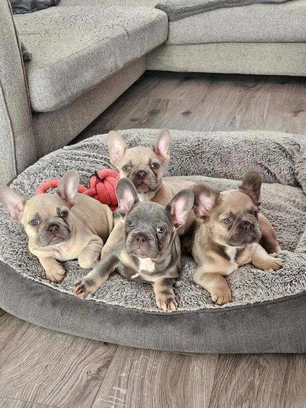 French Bulldog puppies for sale in Birmingham, West Midlands – KC registered, 9 months old - Image 2 of 3
