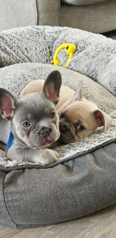 French Bulldog puppies for sale in Birmingham, West Midlands – KC registered, 9 months old - Image 3 of 3