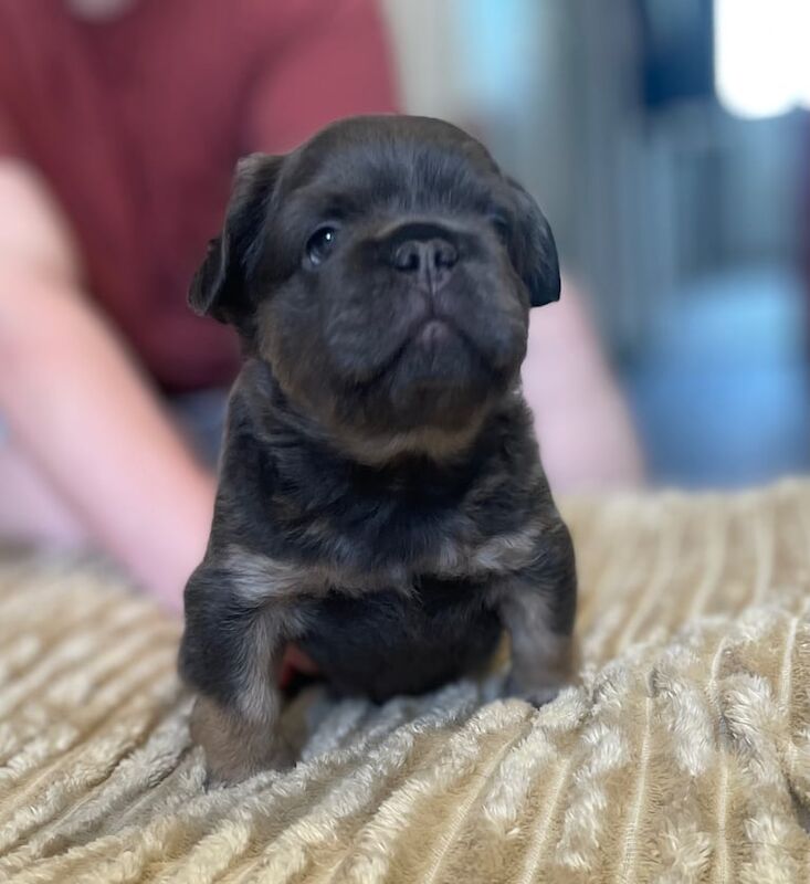 Full fluffy blue and tan French bulldog (boy) for sale in Andover, Hampshire