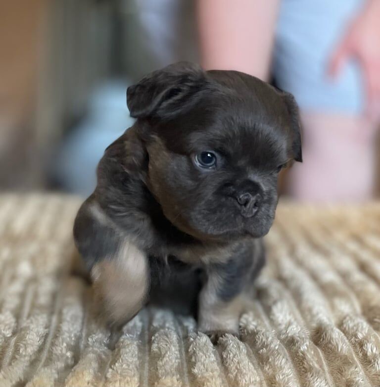 Full fluffy blue and tan French bulldog (boy) for sale in Andover, Hampshire | Image 3