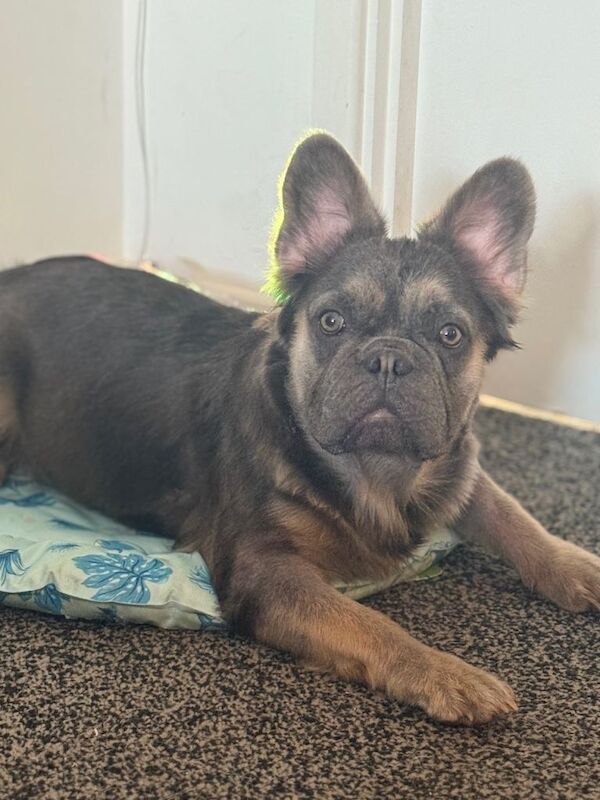 Full fluffy French bulldog - Image 2 of 5